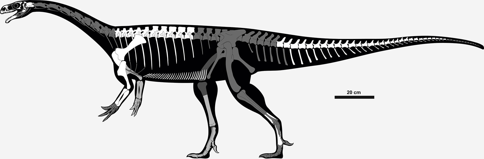Reconstrução esqueletal de Unaysaurus tolentinoi, com ossos preservados do holótipo UFSM 11069 em tom escuro. Um dos dinossauros triássicos mais completos do Brasil.