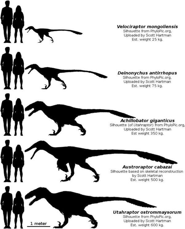 Reconstituição artística de Utahraptor — análises filogenéticas colocam a espécie como membro de Dromaeosaurinae, o mesmo clado que inclui Deinonychus e os velociraptores do Jurassic Park.
