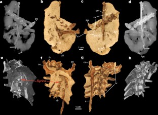 Figure 1: The Vegavis iaai specimen showing the location of the syrinx.