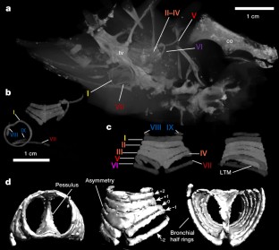 Figure 2: Syrinx elements in Vegavis iaai (MACN-PV 19.748) from X-ray computed tomography data.