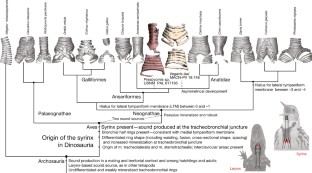 Figure 3: Comparison of the Cretaceous Vegavis and Eocene Presbyornis syrinxes to extant avian exemplars showing the optimization of major traits present in the fossil and arising during the origin of living birds.