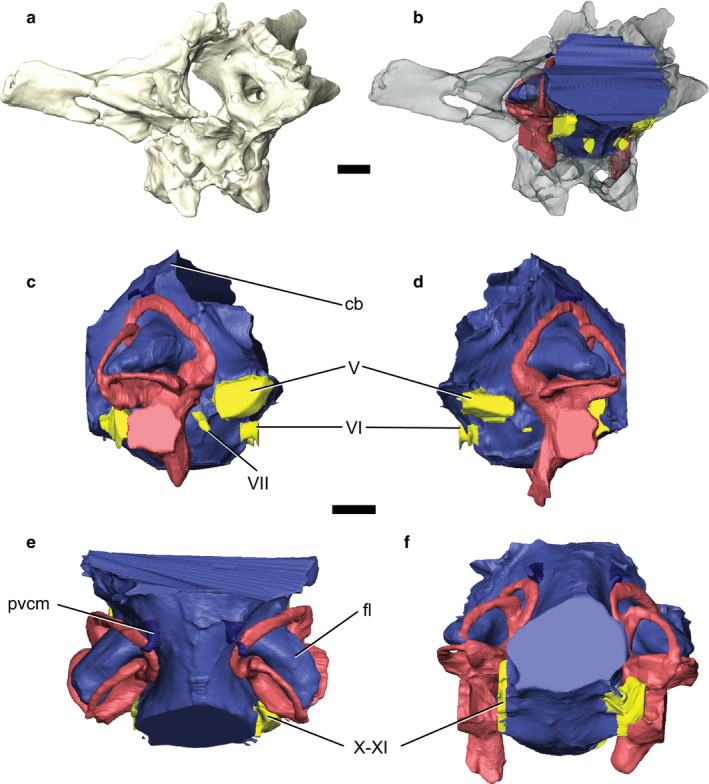 The braincase and endocranium of Velociraptor mongoliensis IGM 100/976. (a) Partial braincase in anterolateral view. (b) Braincase rendered transparent, revealing the in situ endocast in anterolateral view. The labelled endocast is presented in the right, (c), and left (d) lateral, dorsal (e), and posterior (f) views. Brain endocast is shown in blue, veins in dark blue, cranial nerves in yellow, and endosseous labyrinth in pink. Scale bars: 5 mm. cb, cerebellum; pvcm, posterior middle cerebral v