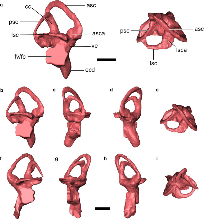The endosseous labyrinth of IGM 100/976. (a) Labelled right labyrinth in lateral (left) and dorsal (right) views. The right (b–e) and left (f–i) labyrinths of IGM 100/976 shown in lateral (b,f), posterior (c,g), anterior (d,h), and dorsal (e,i) views. Scale bars: 5 mm. asc, anterior semicircular canal; asca, ampulla of the anterior semicircular canal; cc, crus communis; ecd, endosseous cochlear duct; fv/fc, fenestra vestibuli and fenestra cochleae (the division between the two cannot be identifi