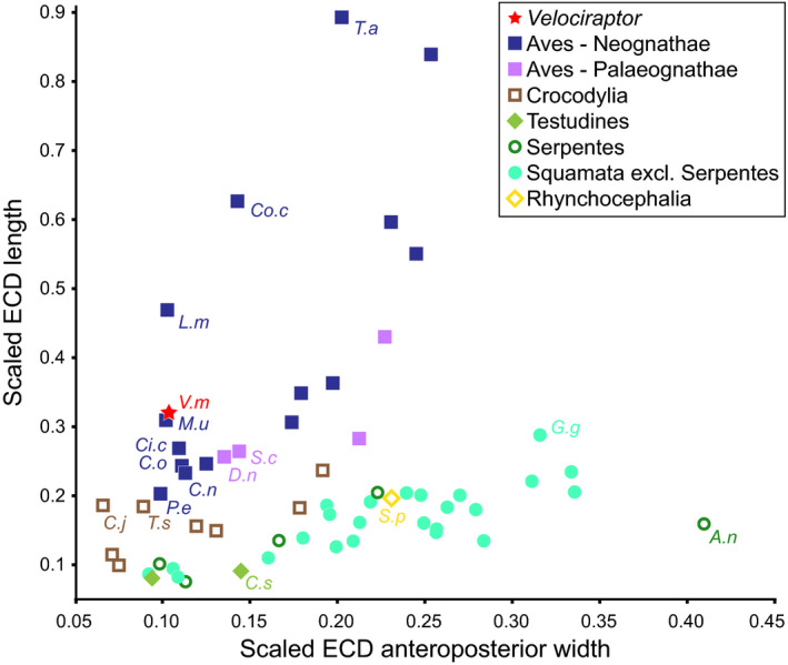 Scaled endosseous cochlear duct (ECD) length against scaled ECD anteroposterior width, with some taxa highlighted. Velociraptor mongoliensis grouped more closely with birds rather than wiith Crocodyliformes and non‐archosaurs. The scaled measurements of IGM 100/976 most closely resembled the upper range of vocal/social neognath birds. A.n , Ahaetulla nasuta ; C.j , Crocodylus johnstoni ; C.n , Ciconia nigra ; C.o , Cygnus olor ; C.s , Chelydra serpentina ; Ci.c , Ciconia ciconia ; Co.c , Corvus 