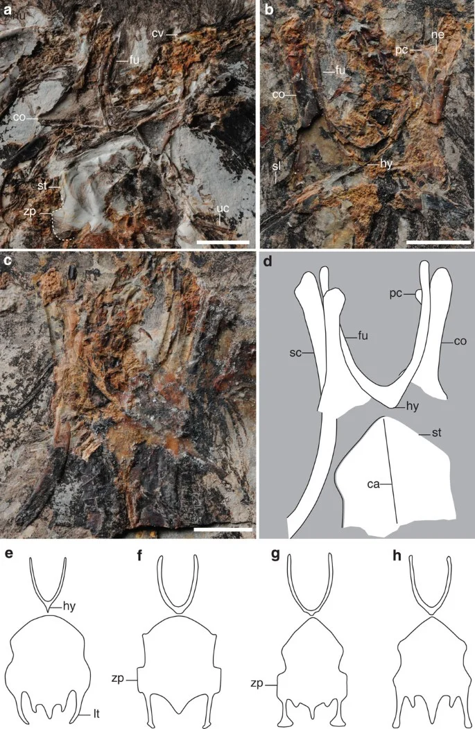 Figure 2: Pectoral girdle and sternum of Archaeornithura meemannae gen. et sp. nov., in comparison with other hongshanornithids.