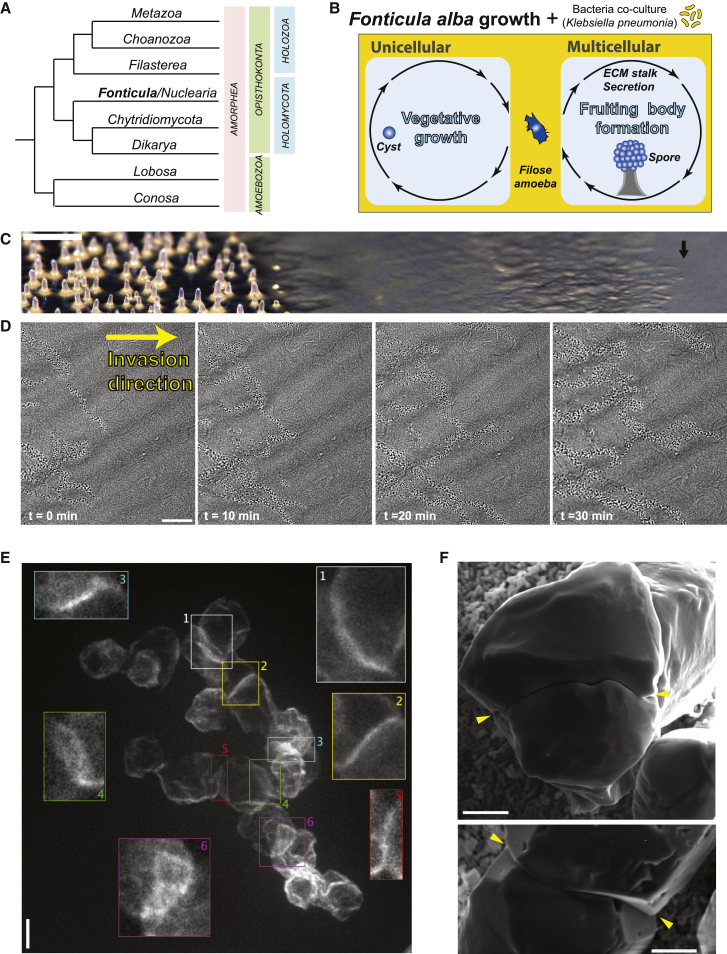 F. alba invades virgin bacterial sources collectively (A) Tree approximating F. alb a location in eukaryotic evolution (for a more detailed tree, see Galindo et al. 18 and Brown et al. 19 ). (B) Schematic of the known life cycle of F. alba . (C) Macro photograph of an F. alba colony radius growing on a plate; original sorocarp was placed left, and invasion into the bacterial resource is rightward (arrow marks the colony front). Scale bars, 1 mm. (D) Montage cell organization at the invasion fron
