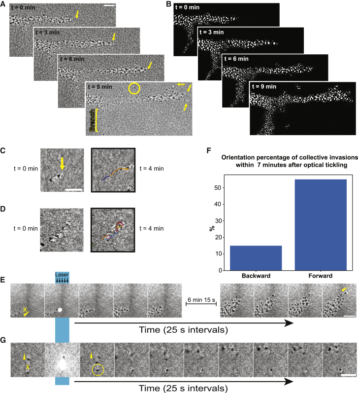 Invasive collectives use a leader-follower organization (A) Brightfield images of a single invasive collective at the front over time. The yellow circle indicates an individual cell escaping the collective and yellow arrows indicate single cell tips. (B) Median filter of images shown in (A) to digitally enhance contrast. (C) Image of two cells migrating together over time with a leader cell (yellow arrow). Right panel shows temporal trajectories overlaid on the last capture. (D) Montage of a col