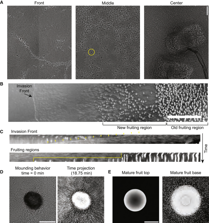 F. alba fruiting and invasive collectives are distinct (A) Three cropped regions from a radial section of an F. alba colony to show organization. Yellow circle is around one cyst. Scale bars, 50 μm. (B) Single plane from a ∼24-h macro photography video of an advancing invasion front and fruiting region. Scale bars, 5 mm. (C) Kymographs of invasion front (top) and fruiting front (bottom) from Video S3 . Yellow arrowheads highlight the invasion front location over time. Dashed line shows the relat