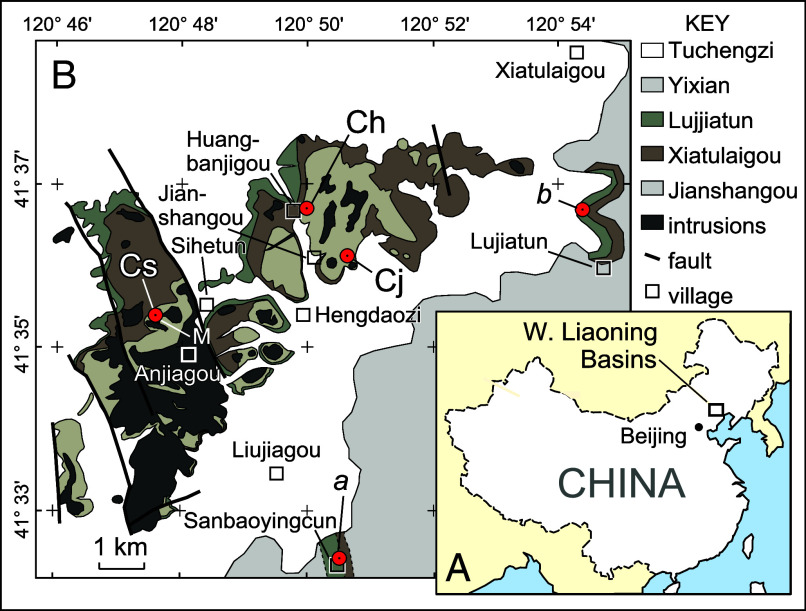 Location of cores and outcrops. ( A ) Index map showing the location of study area in Liaoning Province, China. ( B ) Geologic map showing key localities ( SI Appendix , Table S1 ): a , location of Sanbaoyingcun sample; b , type section of the Lujiatun Member ( 8 ); Ch, Core 1 (Huangbanjiagou no. 1); Cj, Jainshangou no. 1 core; Cs, Core 2 (Sihetun no. 1). Figure adapted from ref. 8 with permission from Elsevier, in which complete core descriptions are found.