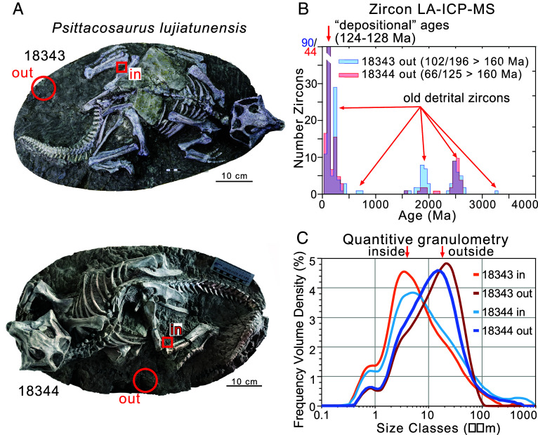 Psittacosaurus Zircon U-Pb laser ablation (LA-ICP-MS) and quantitative diffractive granulometry data from matrix samples for two skeletons specimens of the ornithischian dinosaurs, Psittacosaurus lujiatunensis , from the Lujiatun Member at Sanbaoyingcun. ( A ) P. lujiatunensis specimens IVPP 18343 (samples P-1, P-2), and IVPP 18344, (samples P-3, P-4) showing the complete and articulated nature of the skeletons in “natural” postures. “in” and “out” refer to samples taken in each specimen, where 