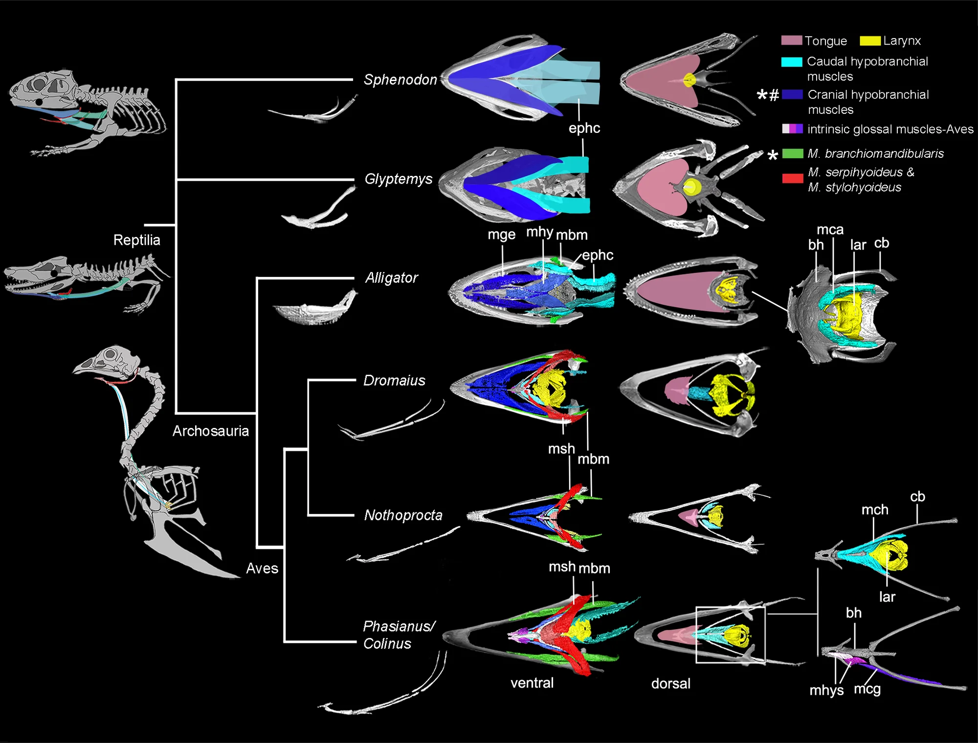 Fig 1. Muscular, fleshy, bone or cartilage elements of the tongue in extant archosaurs and outgroups.
