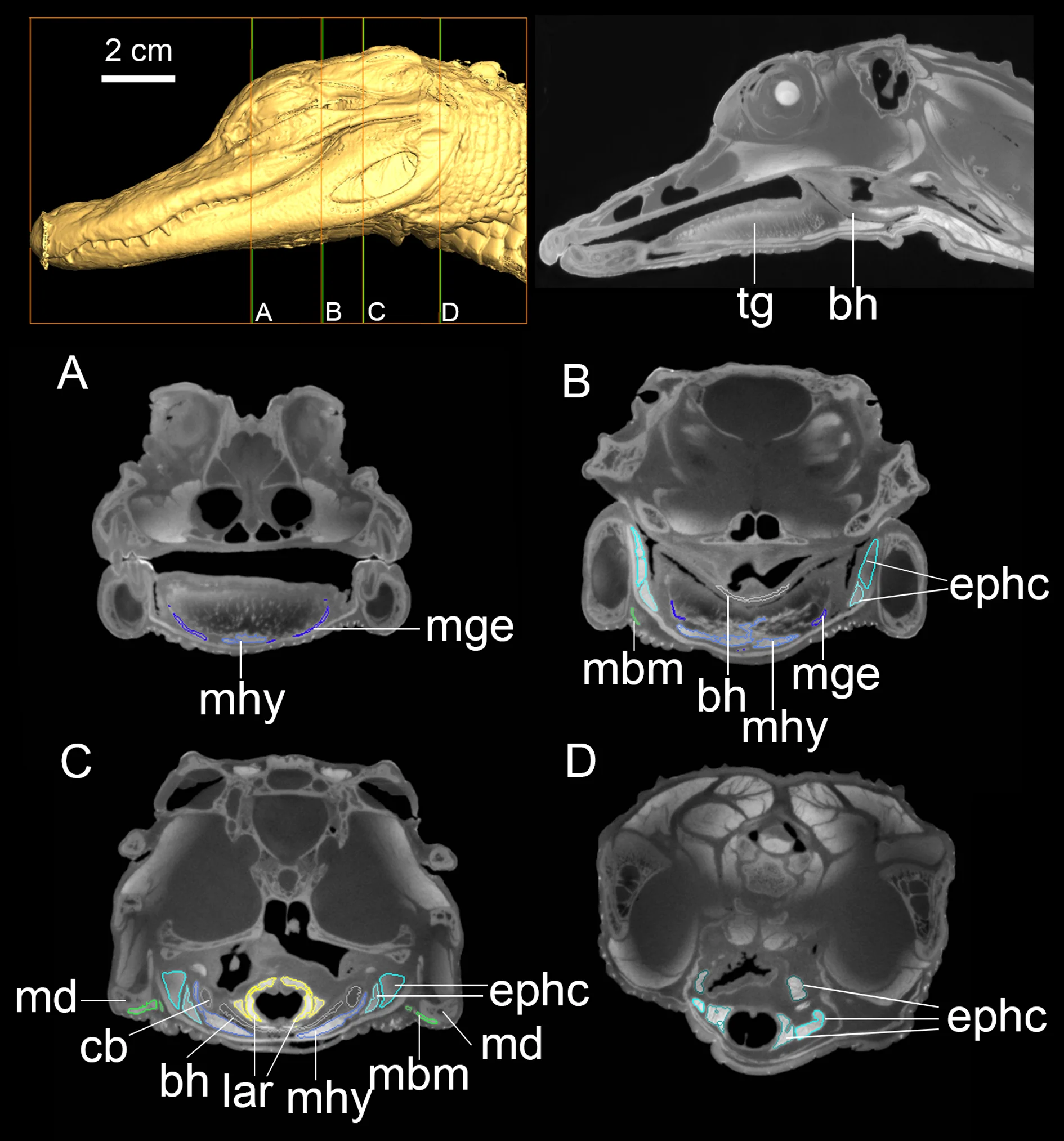 Fig 2. DiceCT imaging of the head of Alligator mississippiensis .