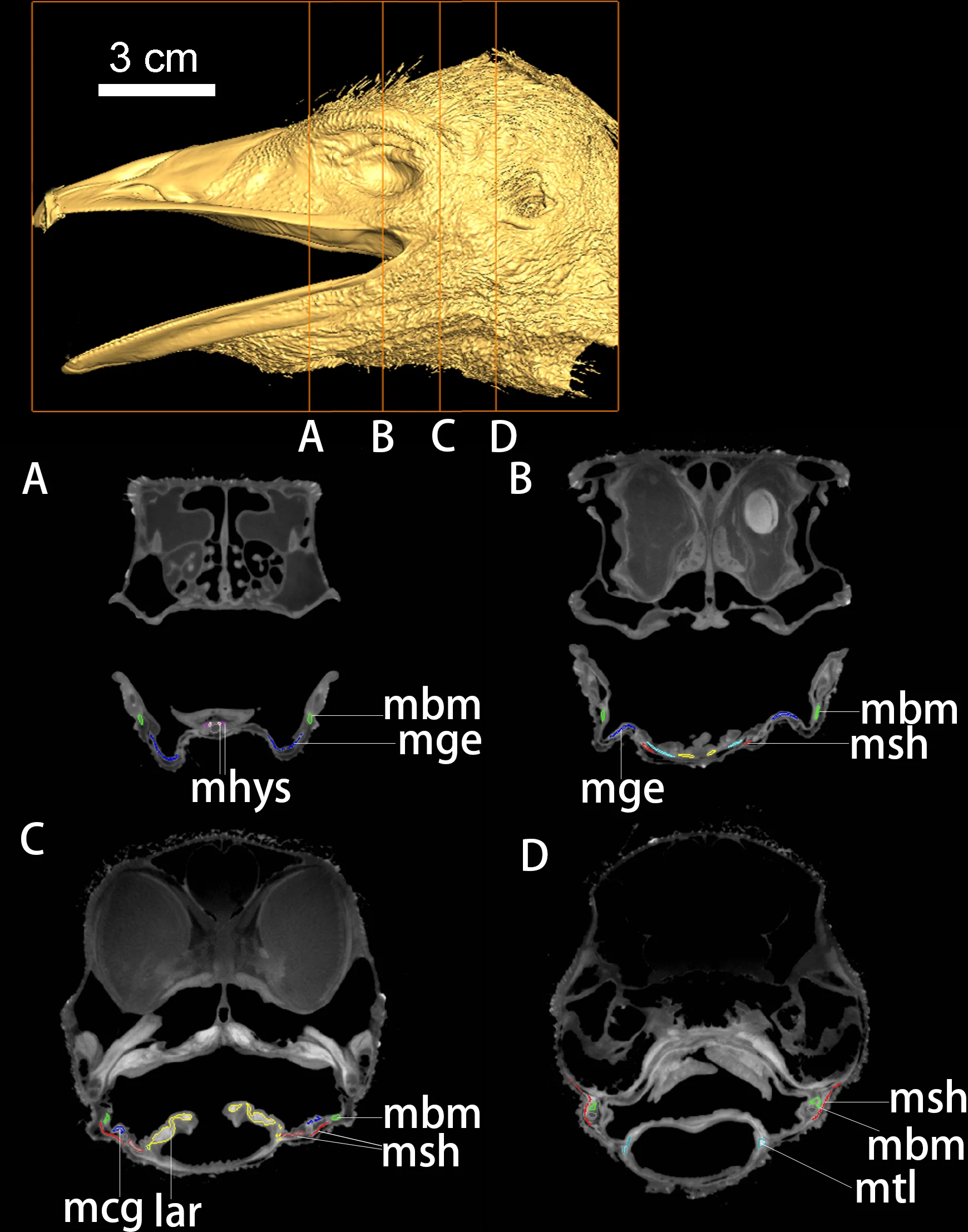 Fig 3. DiceCT imaging of the head of Dromaius novaehollandiae .