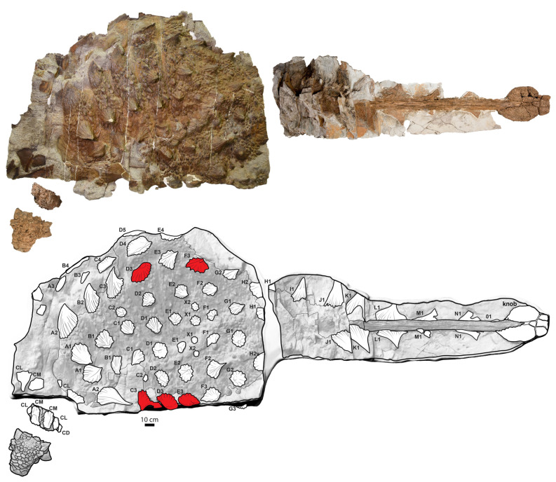 Pathological osteoderms in the holotype of Zuul crurivastator . Above, composite photograph of the skull, first cervical half ring, body block and tail block. Fossil material is brown and surrounding rock matrix is grey. Below, interpretive illustration showing non-pathological osteoderms in white and pathological osteoderms in red. Individual osteoderms are marked with letter–number combinations (e.g. A1) for discussion within the text. CD, distal osteoderm of the cervical half ring; CL, latera