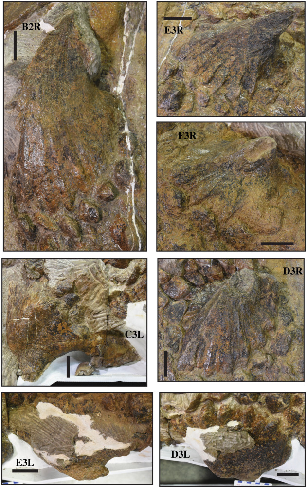 Details of pathological and non-pathological osteoderm morphology in ROM 75860 ( Zuul crurivastator ). B2R and E3R are non-pathological flank osteoderms. F3R and D3R are pathological flank osteoderms missing the tips of the apex, and the keratinous sheath has not grown over the tip. D3L is a pathological flank osteoderm missing a large portion of the apex, and the keratinous sheath has overgrown the damaged region. C3L and E3L are pathological flank osteoderms with highly modified morphologies, 